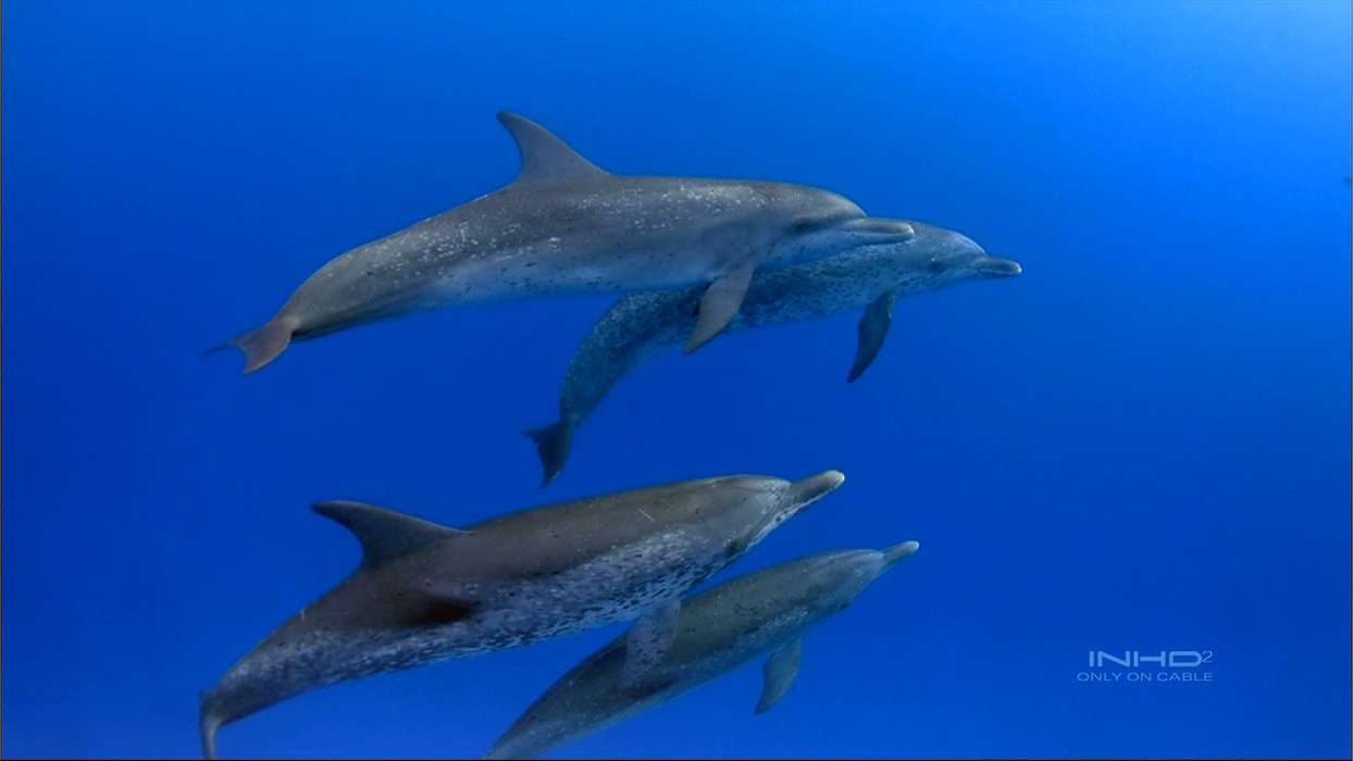 Animaux,Dauphins,Mer,Poissons