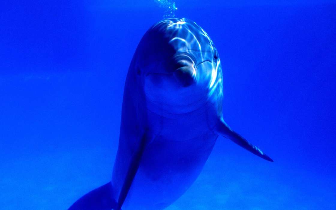 Mer,Animaux,Dauphins