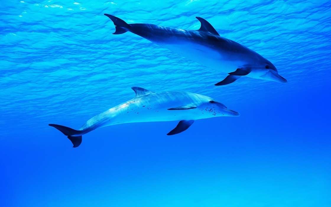 Animaux,Dauphins,Mer