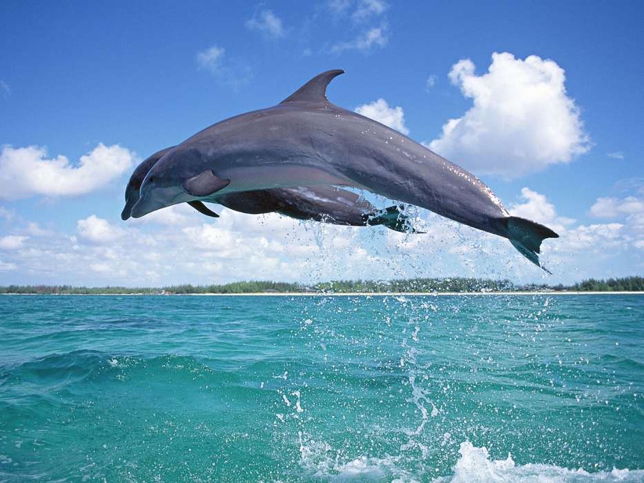 Dauphins,Mer,Animaux