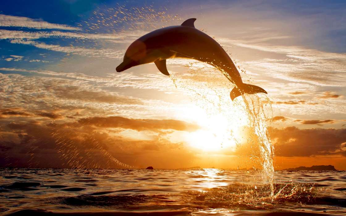 Dauphins,Paysage,Animaux