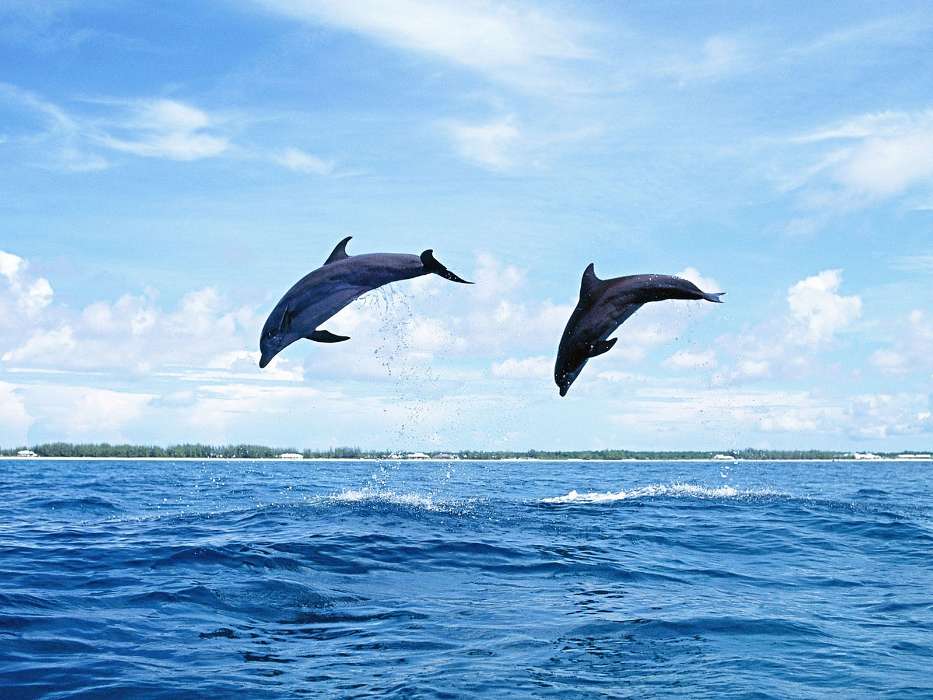 Animaux,Nature,Dauphins