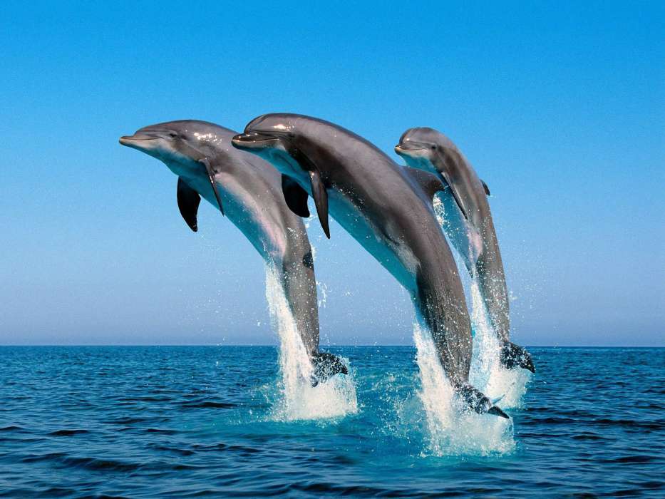 Dauphins,Animaux