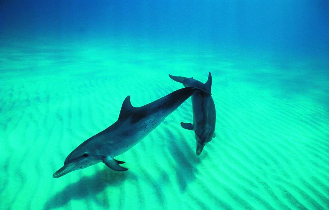 Dauphins,Animaux
