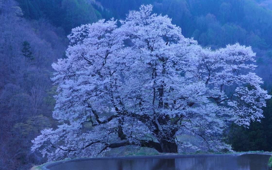 Arbres,Paysage,Sakura