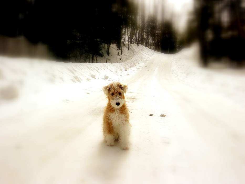 Animaux,Hiver,Chiens,Routes