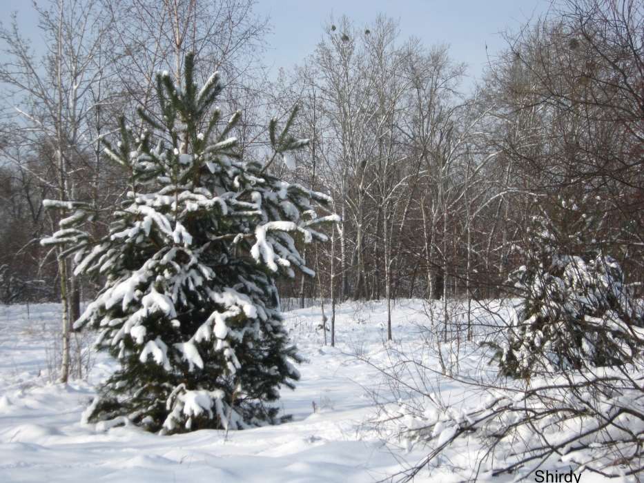 Paysage,Hiver,Neige,Sapins
