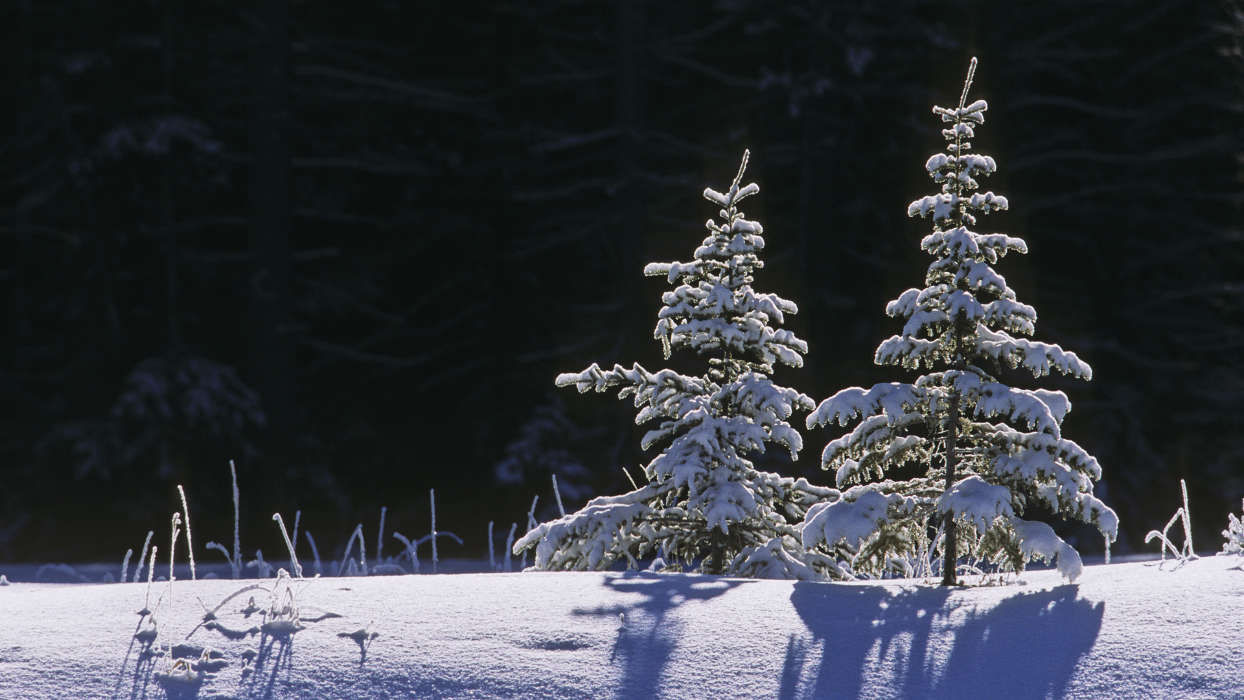 Sapins,Paysage,Hiver,Neige