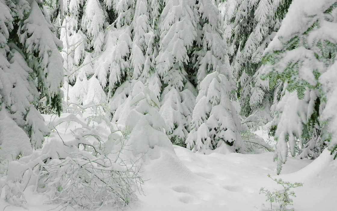 Paysage,Hiver,Neige,Sapins