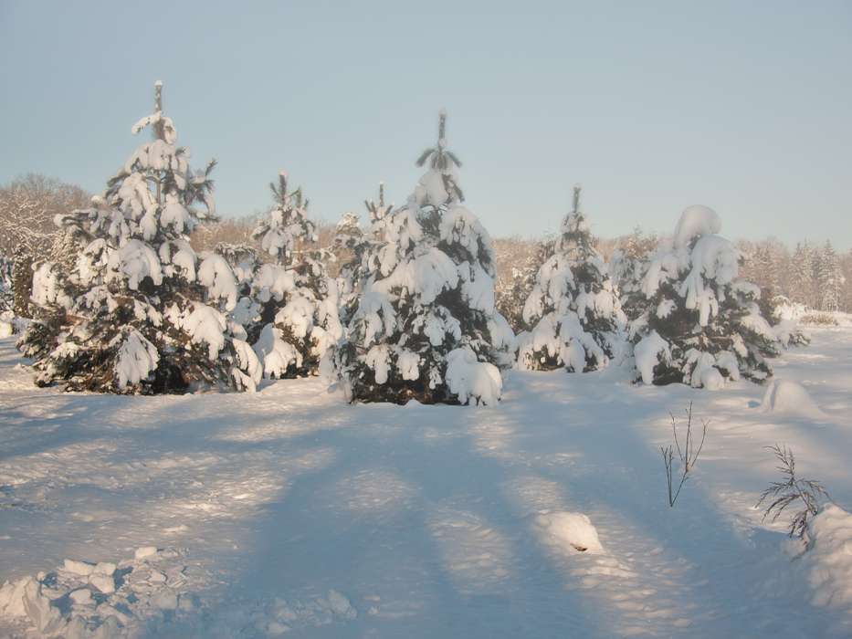 Sapins,Paysage,Neige,Hiver