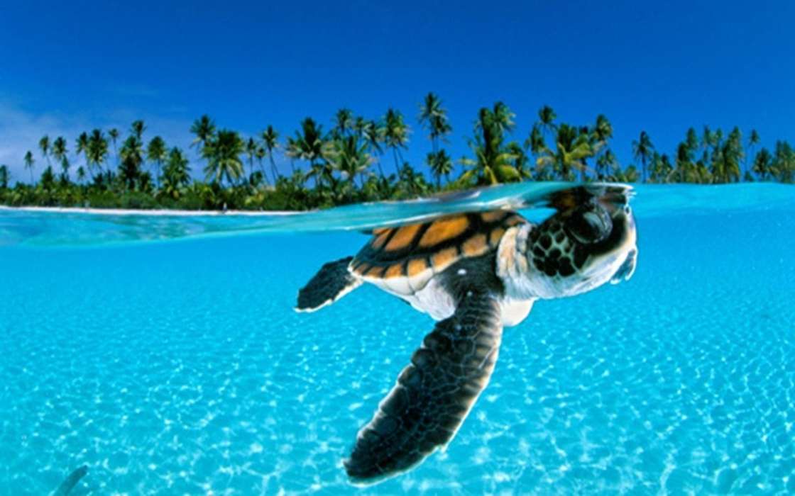 Animaux,Tortues,Mer,Plage,Palms