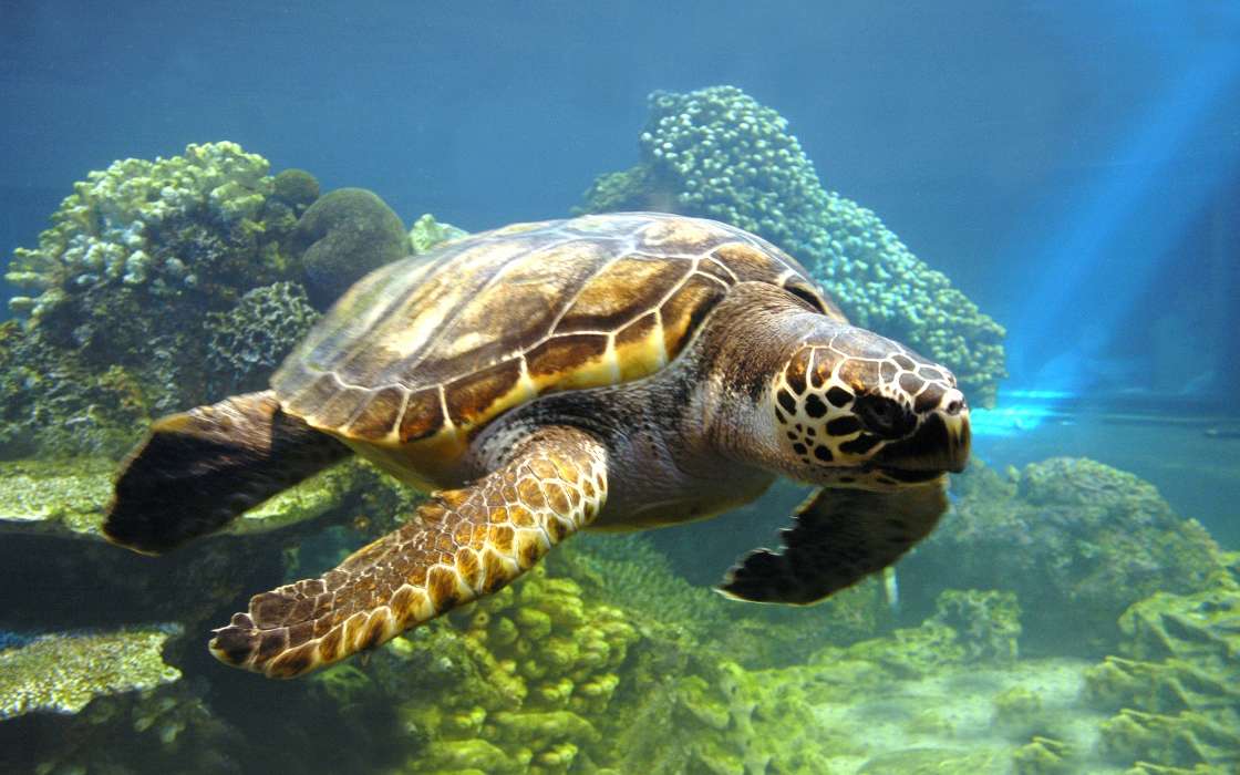 Mer,Animaux,Tortues
