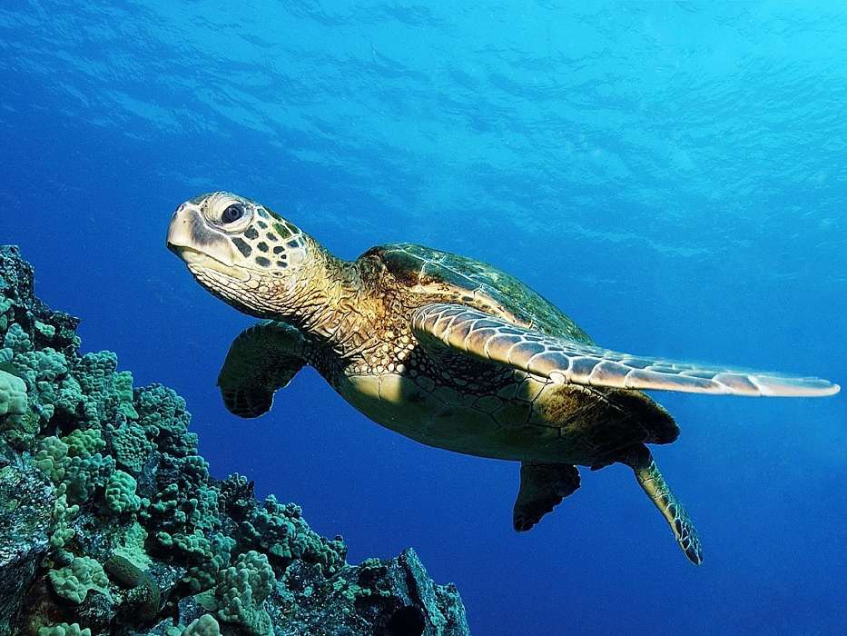 Animaux,Tortues,Mer