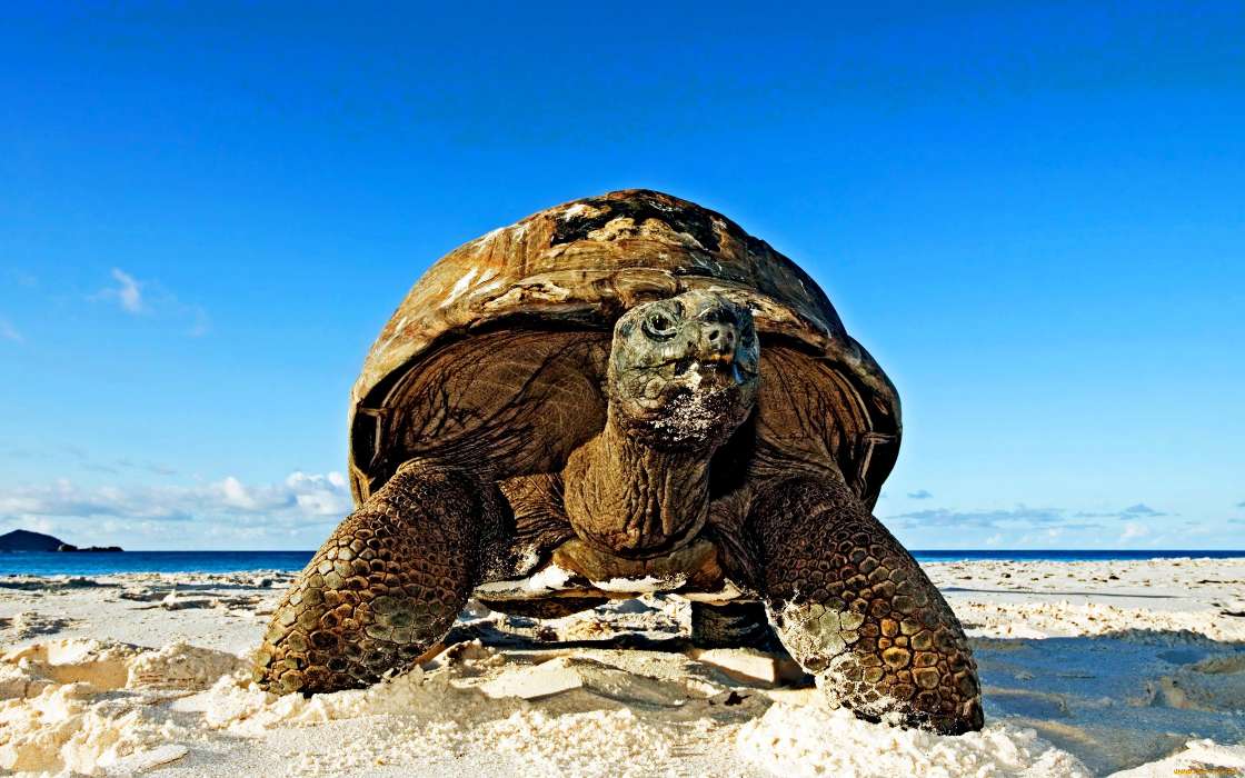 Tortues,Animaux