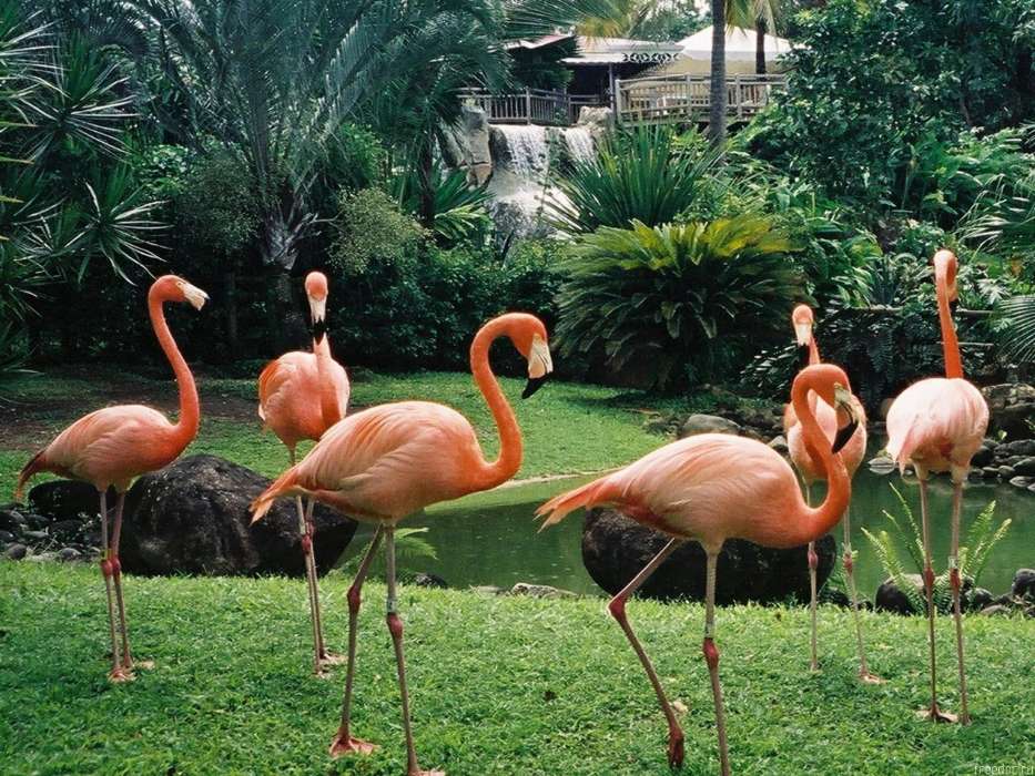 Animaux,Oiseaux,Flamingo