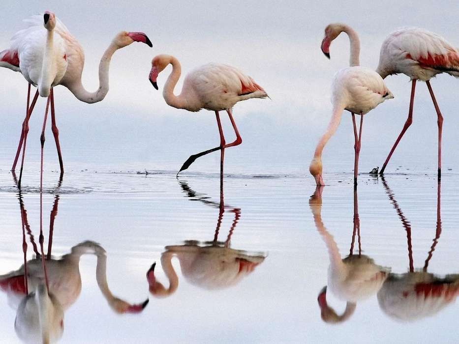 Animaux,Oiseaux,Flamingo