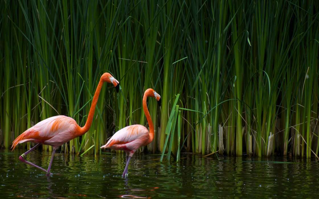 Flamingo,Oiseaux,Animaux