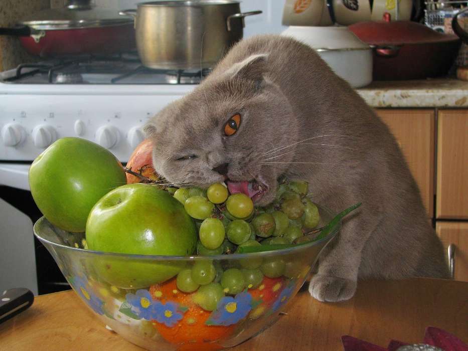 Animaux,Chats,Fruits