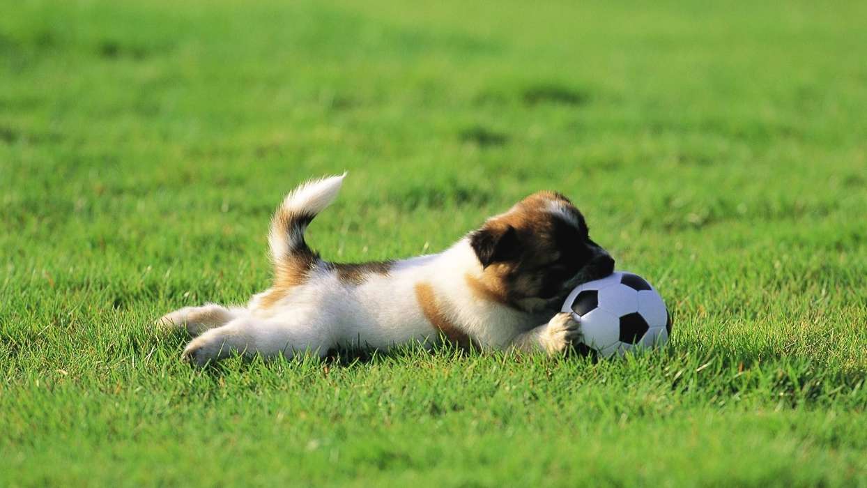 Sport,Animaux,Chiens,Herbe,Football américain