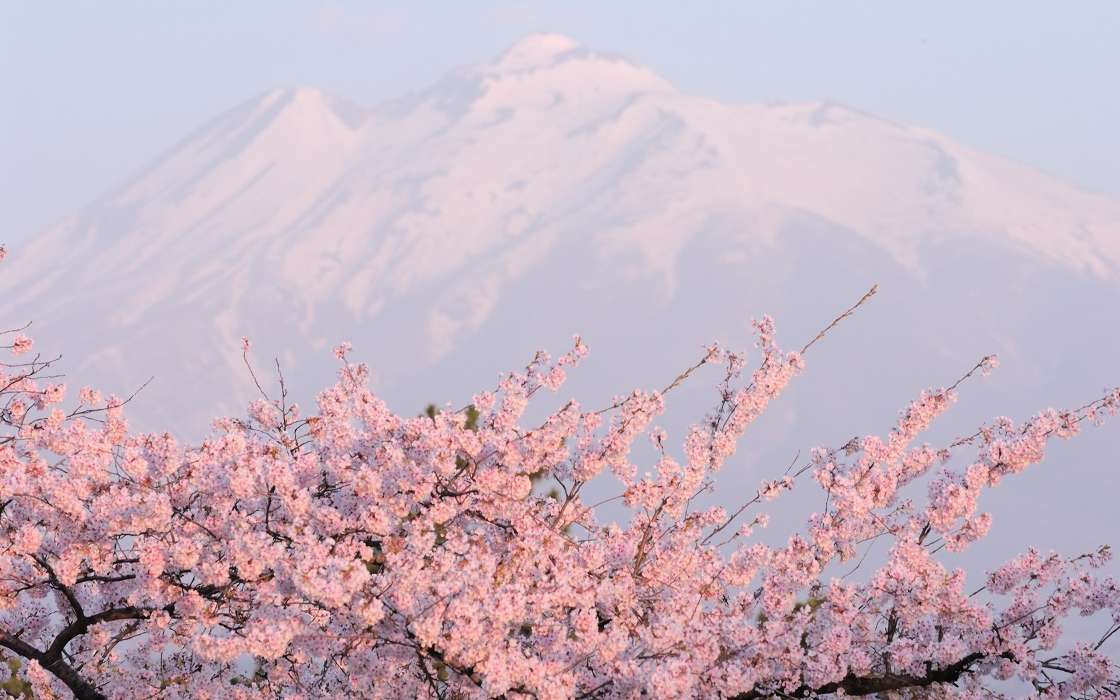 Montagnes,Paysage,Sakura
