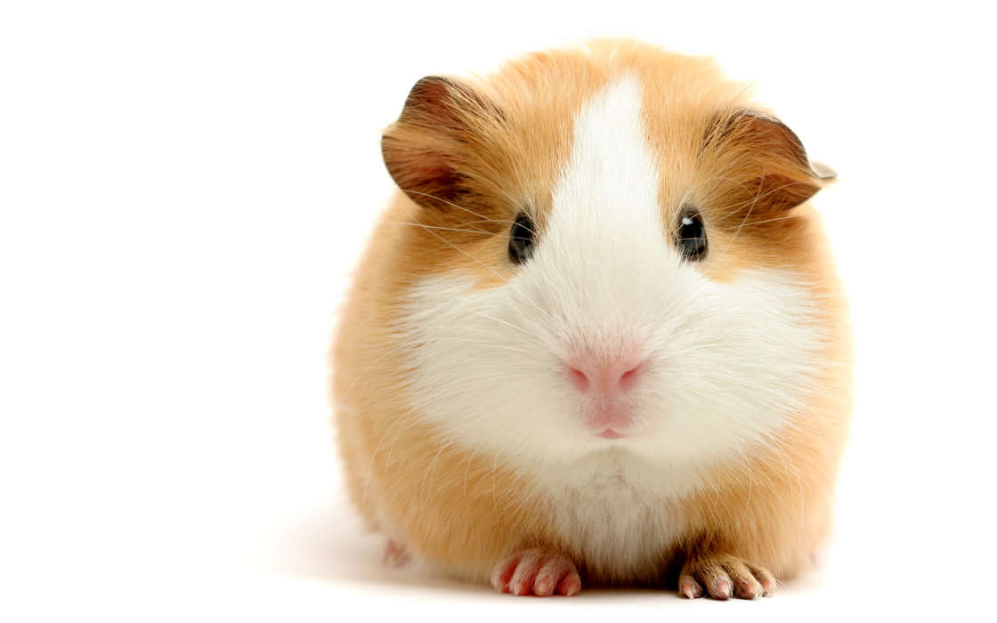 Animaux,Hamsters,Rongeurs
