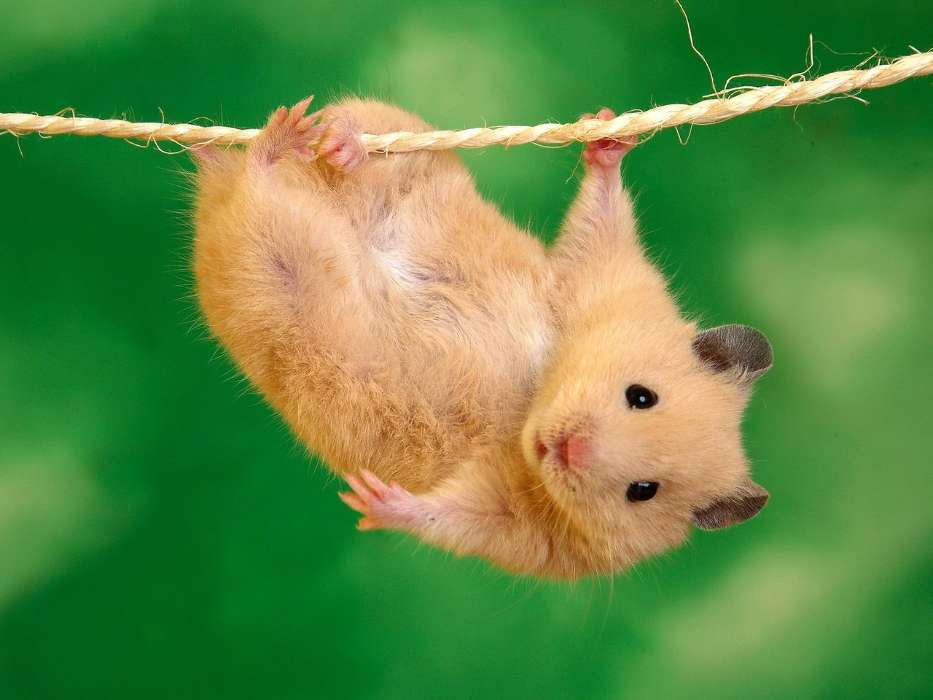 Animaux,Hamsters