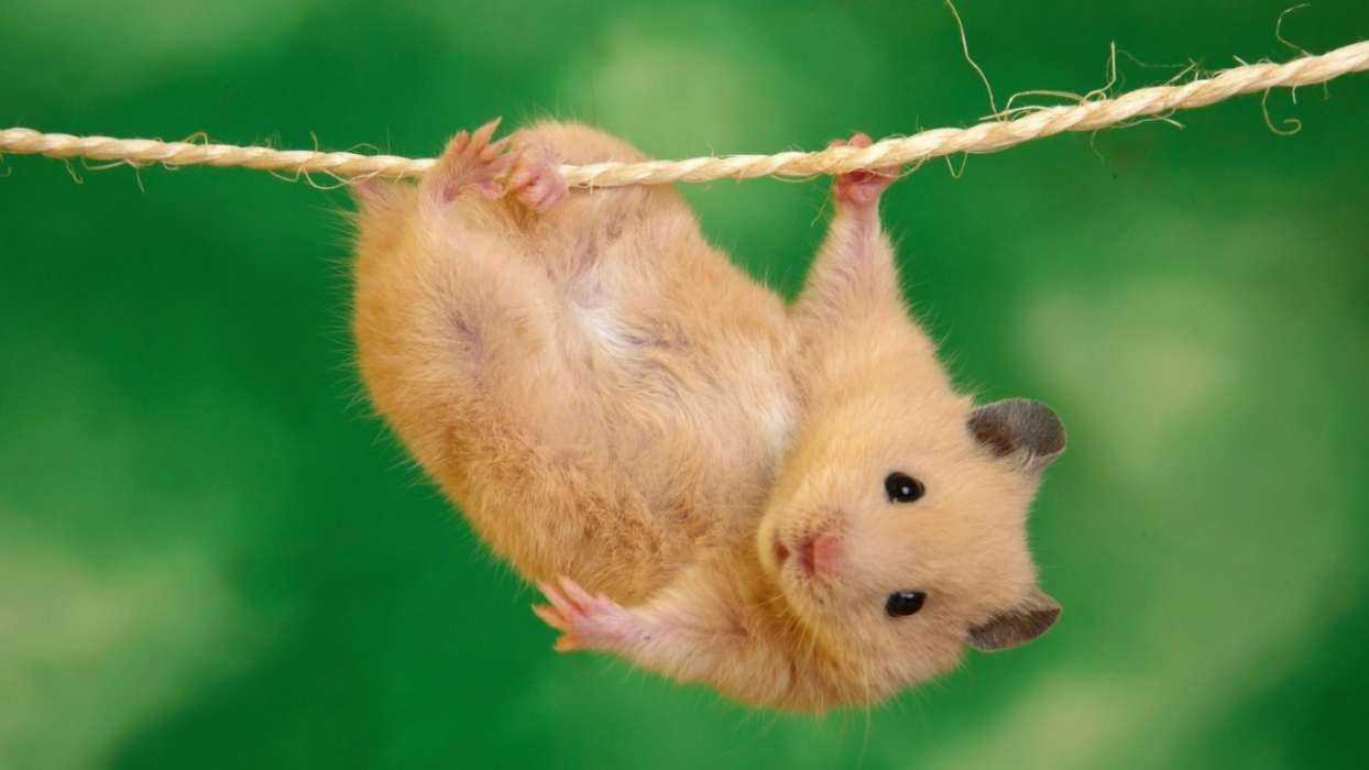 Hamsters,Animaux