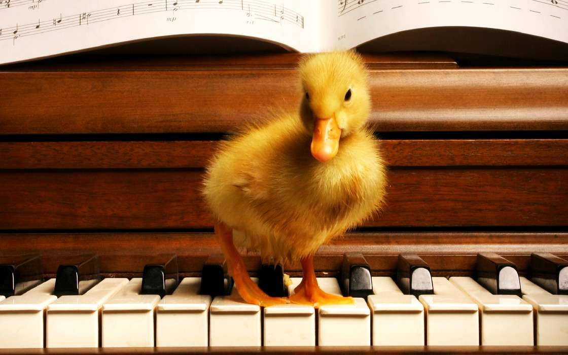 Piano,Musique,Canards,Animaux