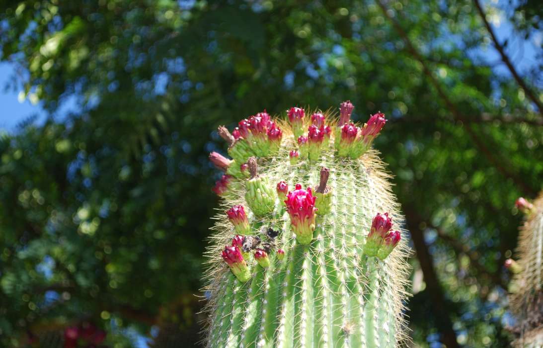 Plantes,Cactus