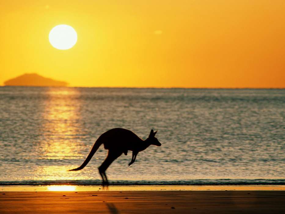 Paysage,Coucher de soleil,Mer,Sun,Plage,Kangaroo