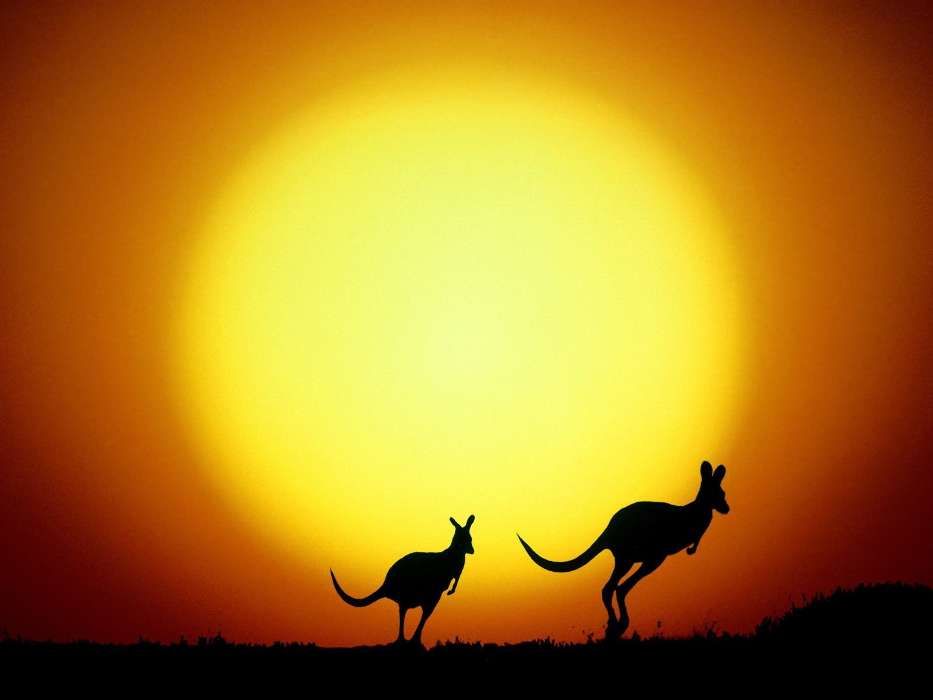 Animaux,Coucher de soleil,Kangaroo