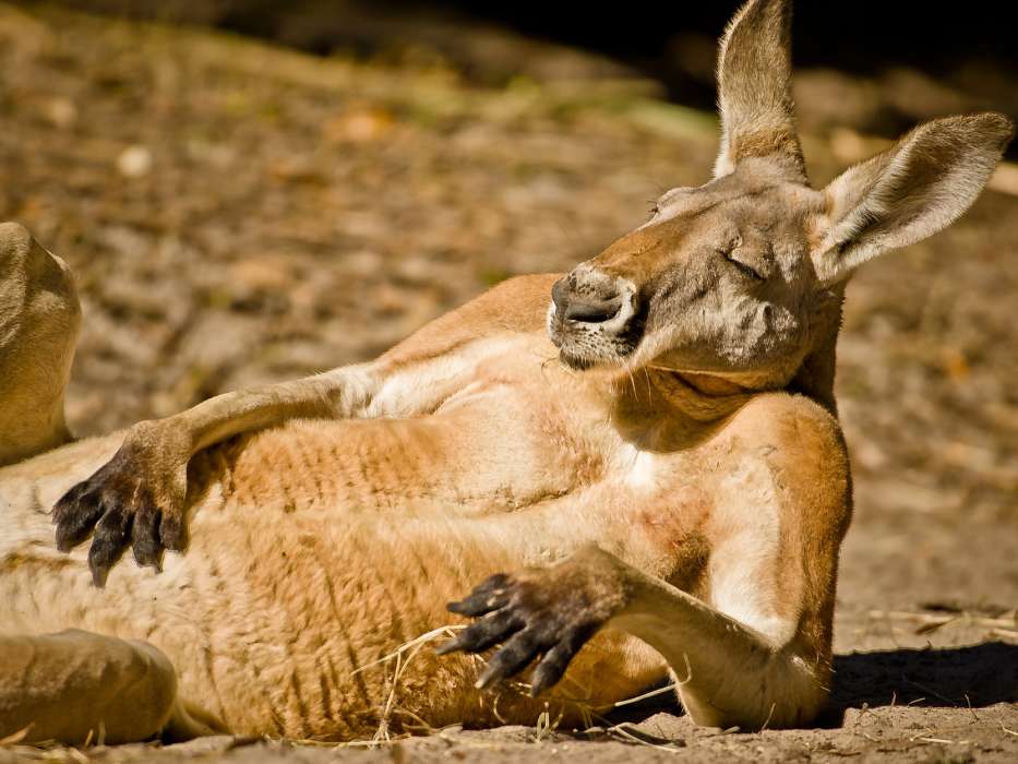 Kangaroo,Animaux