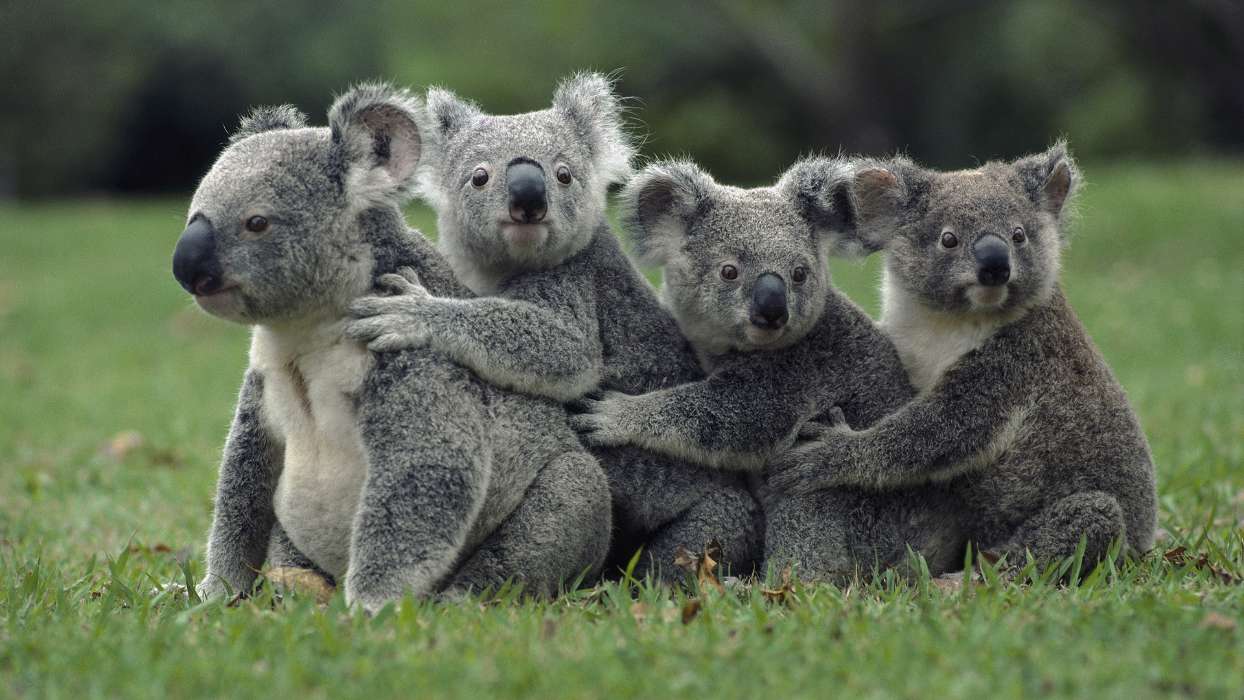 Koalas,Animaux