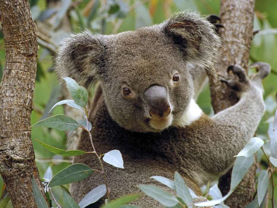 Animaux,Koalas