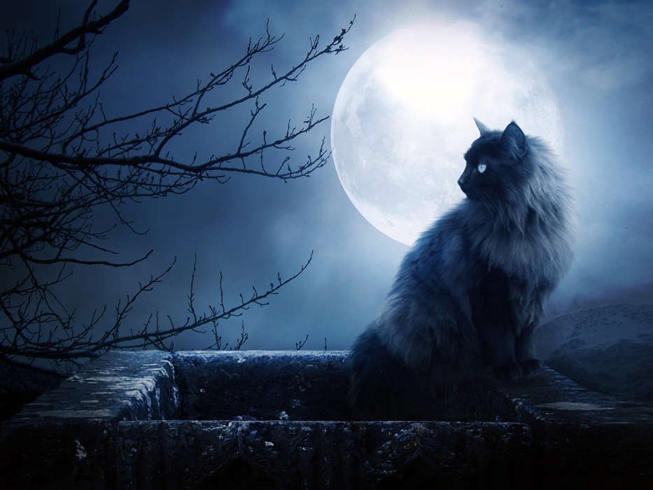 Animaux,Chats,Lune