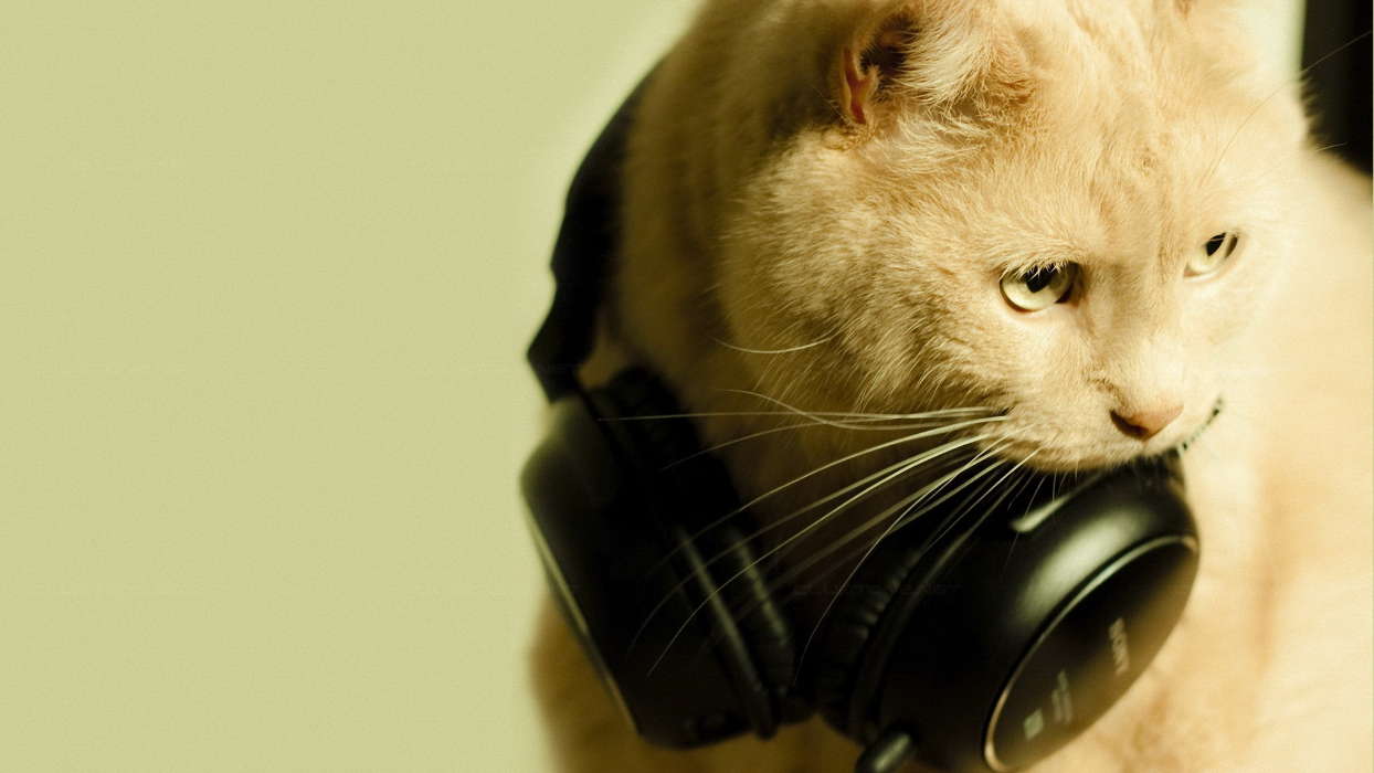 Musique,Animaux,Chats
