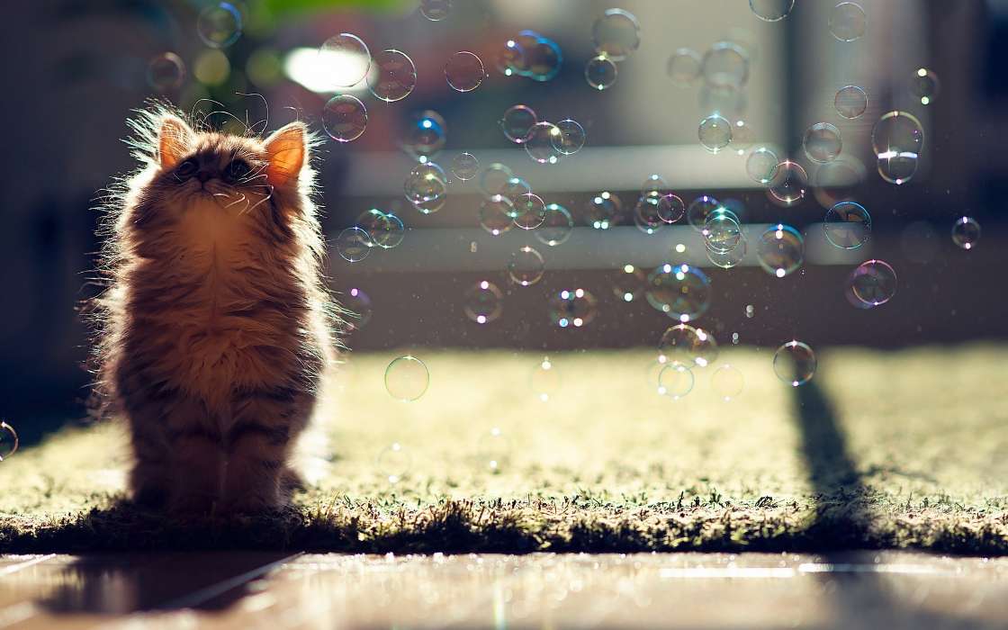 Animaux,Chats,Bubbles
