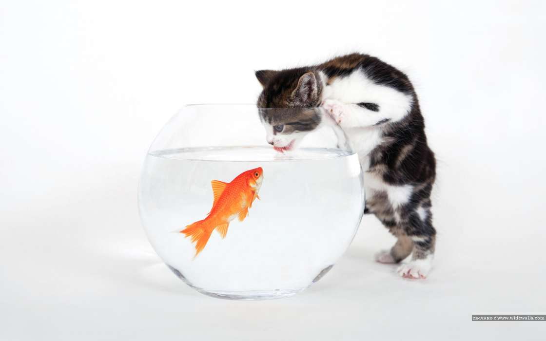 Humour,Animaux,Chats,Poissons