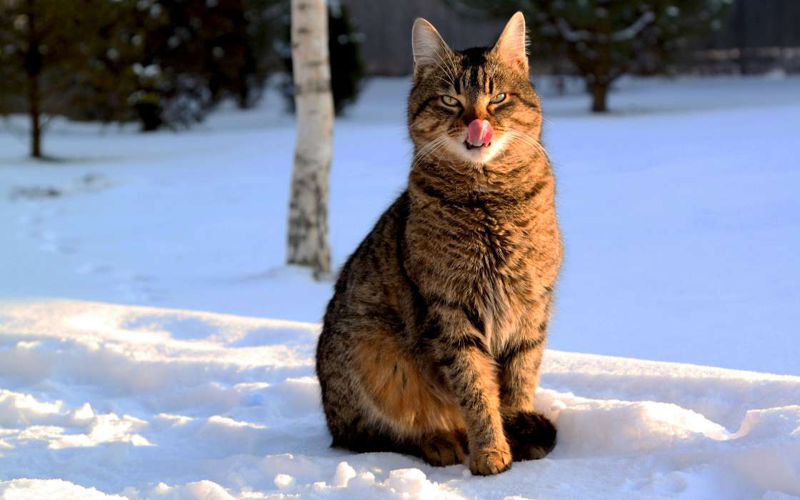 Neige,Animaux,Chats