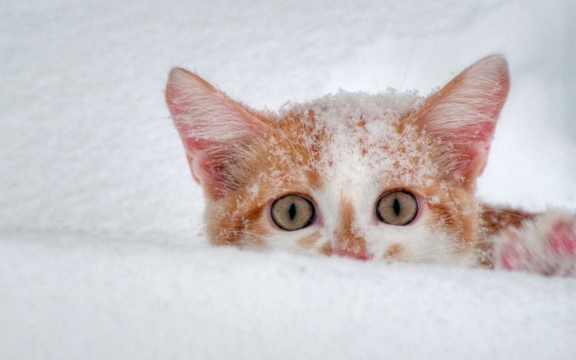 Animaux,Chats,Neige
