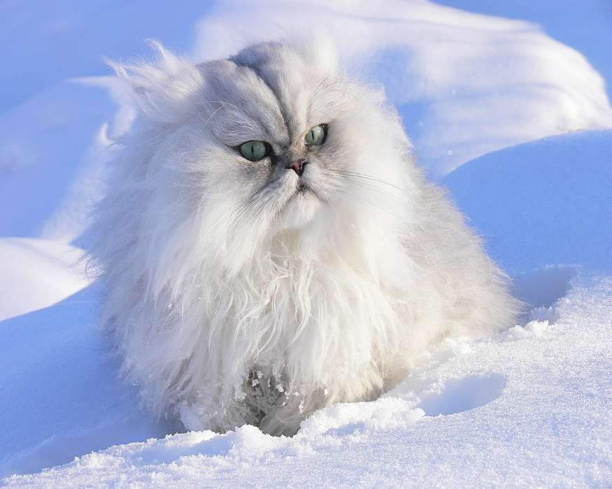 Animaux,Hiver,Chats,Neige