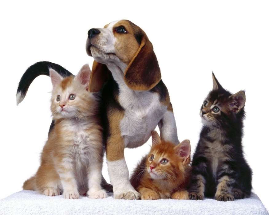 Animaux,Chats,Chiens