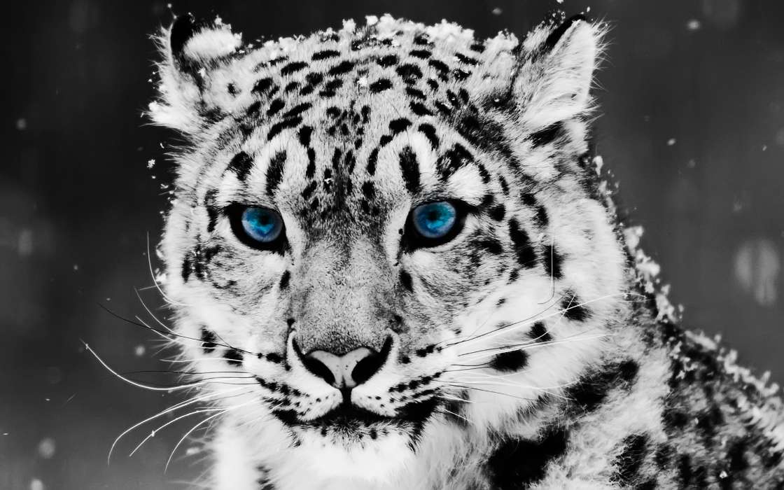 Animaux,Hiver,Chats,Snow leopard