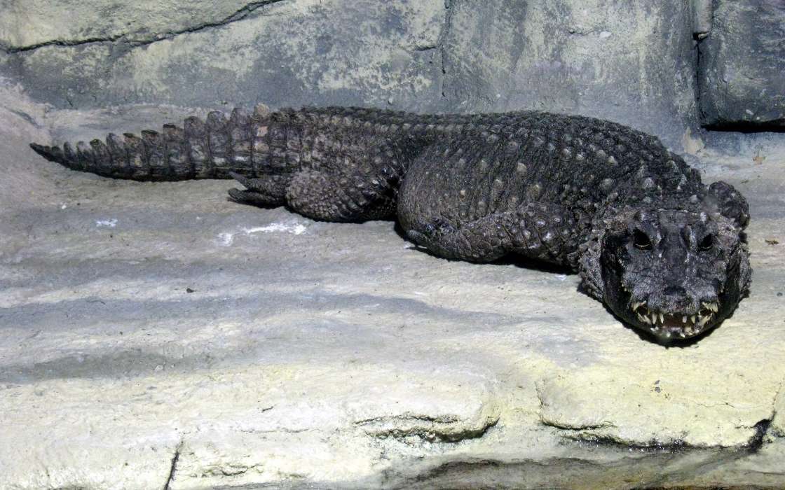 Crocodiles,Animaux