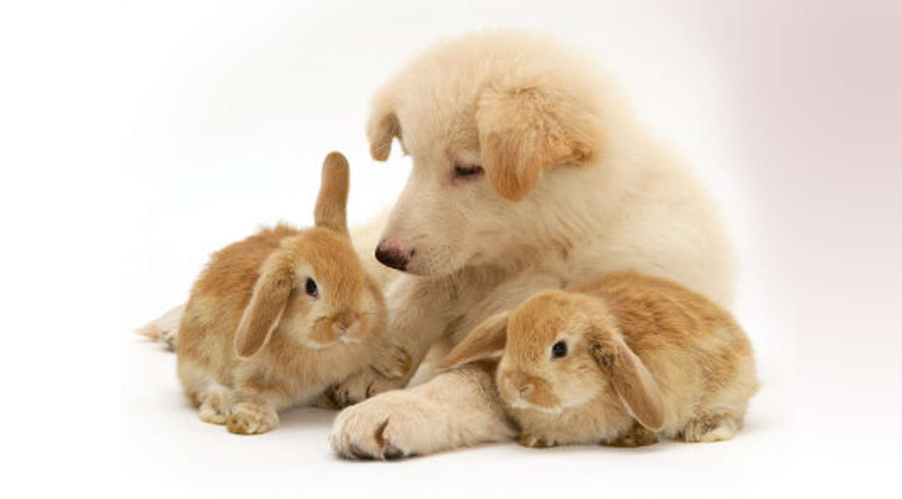 Lapins,Chiens,Animaux