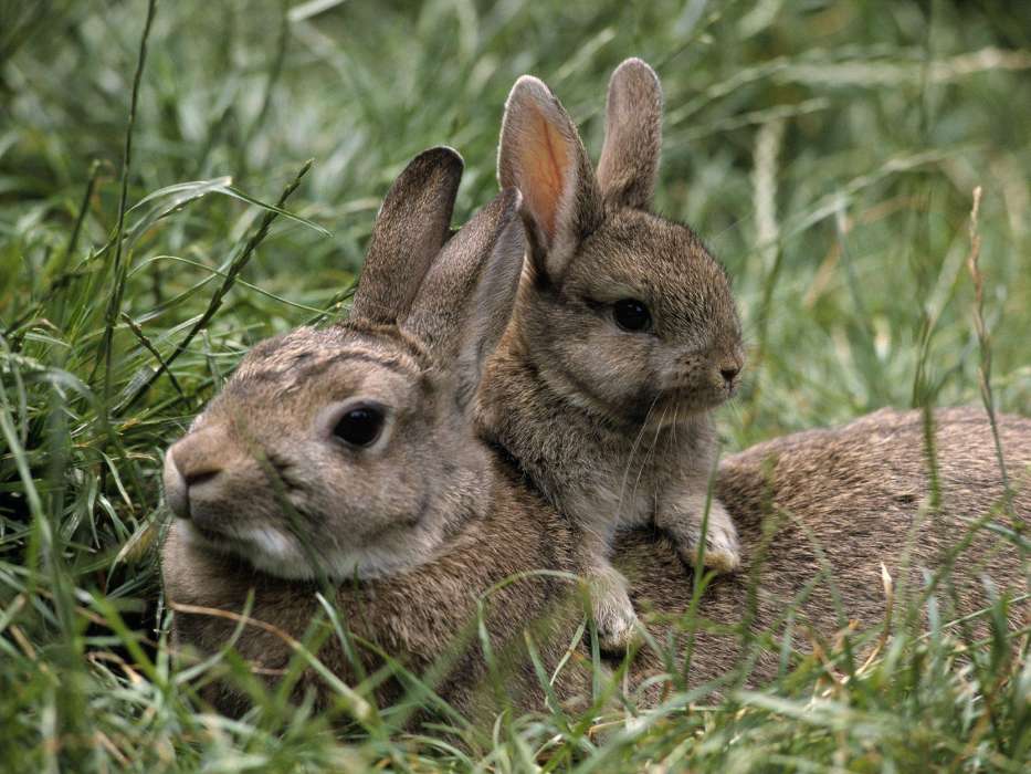 Lapins,Animaux