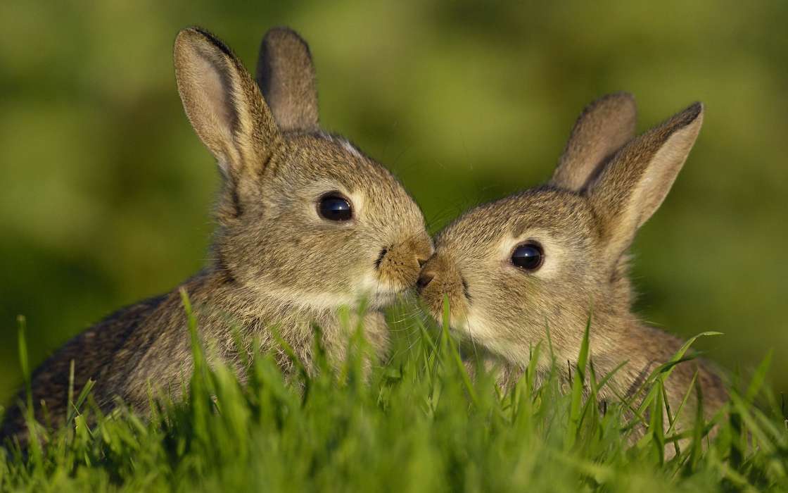 Lapins,Animaux