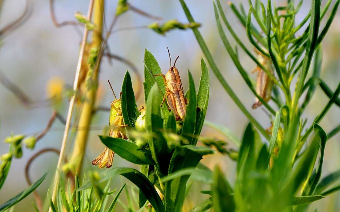Grasshoppers,Insectes
