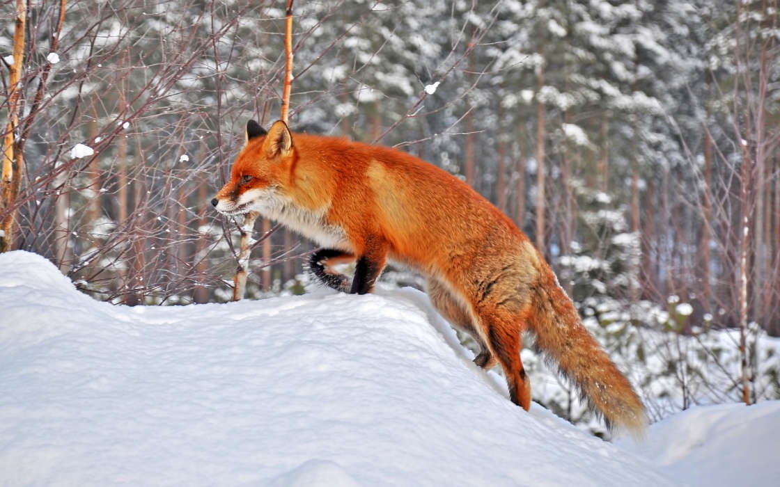 Fox,Animaux