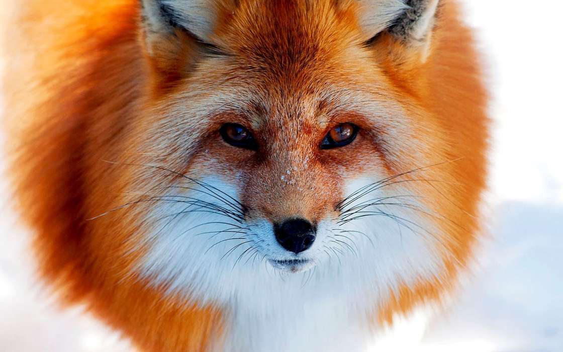 Fox,Animaux